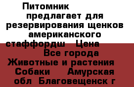 Питомник KURAT GRAD предлагает для резервирования щенков американского стаффордш › Цена ­ 25 000 - Все города Животные и растения » Собаки   . Амурская обл.,Благовещенск г.